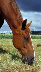 horse
